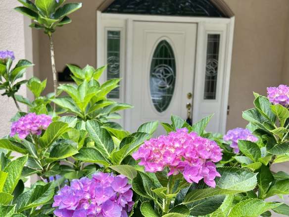 flowers, flowers for mom, mothers day flowers, free for mom, gifts for mom