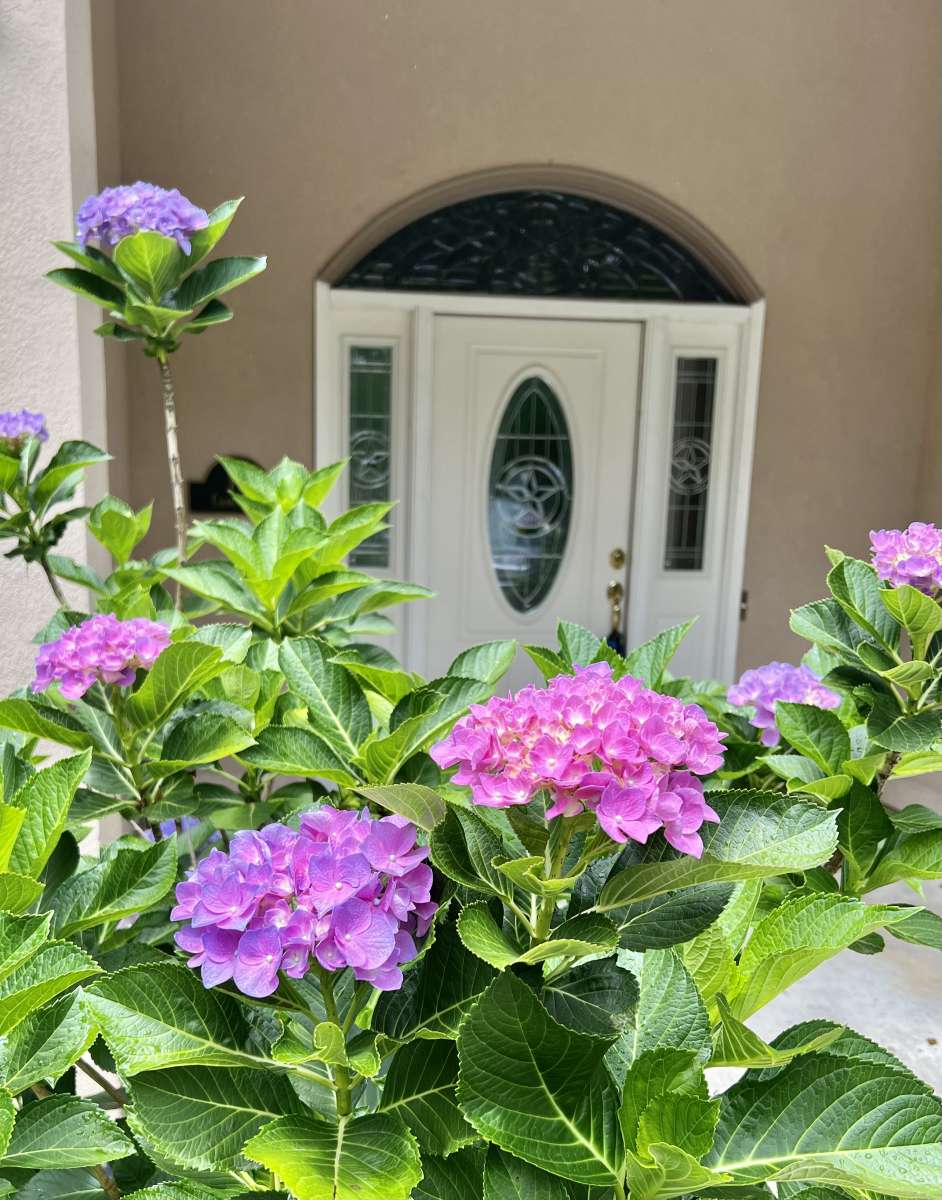 flowers, flowers for mom, mothers day flowers, free for mom, gifts for mom